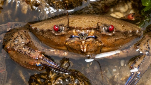 A velvet swimming crab in a rock pool